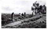 Der Rosengarten auf dem "Bingert" (1929 konnte mit der Bepflanzung eines Teiles der Anlage begonnen werden) mit Blick auf das Rathaus.